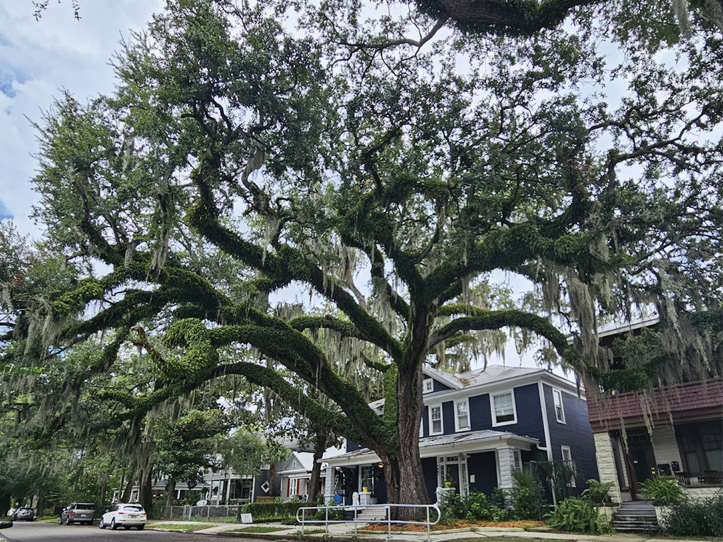 More Ways To Get Outdoors: TreeWalks, Arboretum are coming to Historic Springfield